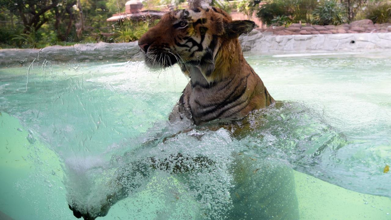 <p>Tiger Shakti relaxing in a pond at Byculla zoo in Mumbai. Pic/Pradeep Dhivar</p>